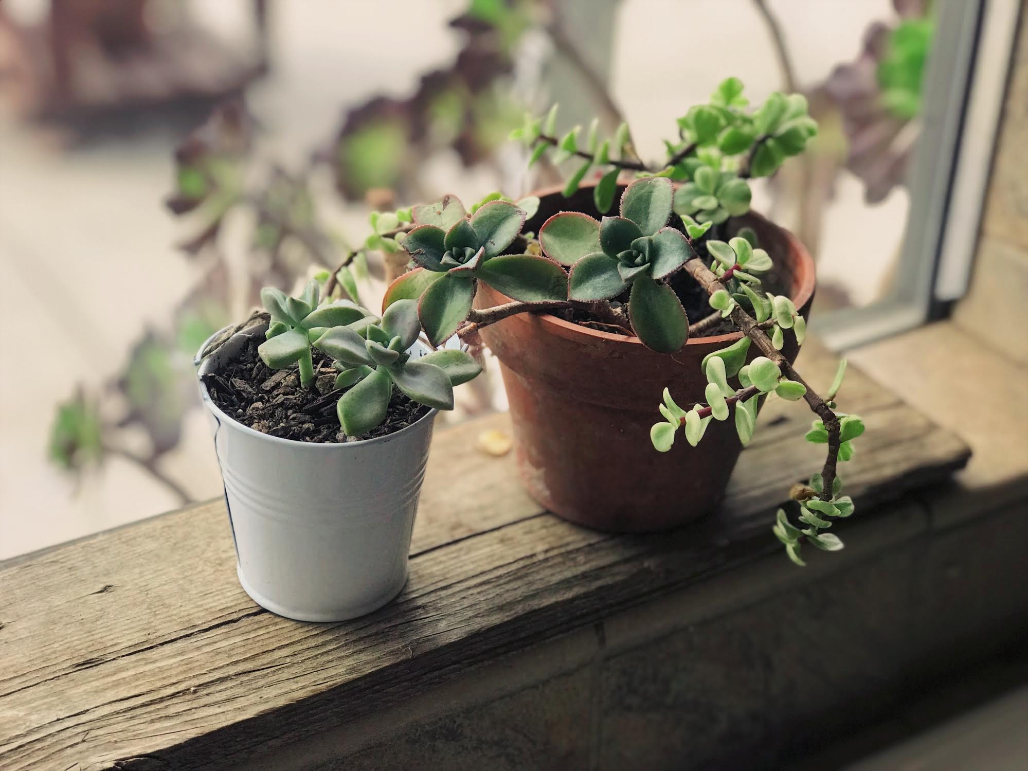 5 Plants you should have in your home to freshen your air and destress